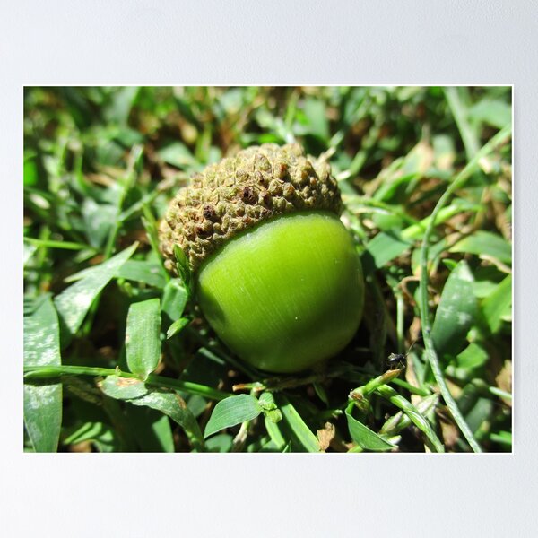Item preview, Nestled Green Acorn designed and sold by HeWritesWLight.