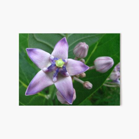 Giant Milkweed Purple Art Board Print