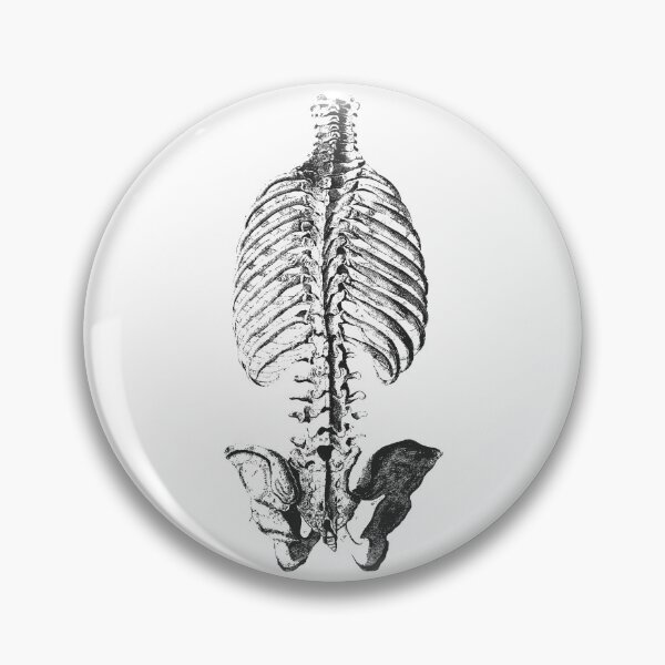 Item preview, Vintage human anatomy: bones ribcage and pelvic bones designed and sold by EmeraldeaArt.