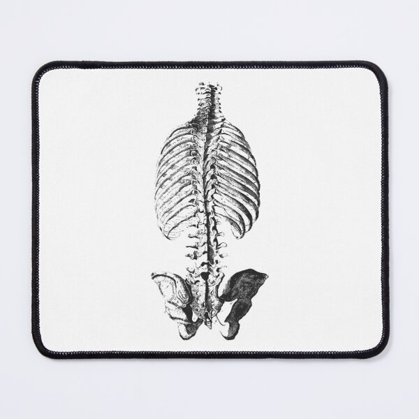 Item preview, Vintage human anatomy: bones ribcage and pelvic bones designed and sold by EmeraldeaArt.