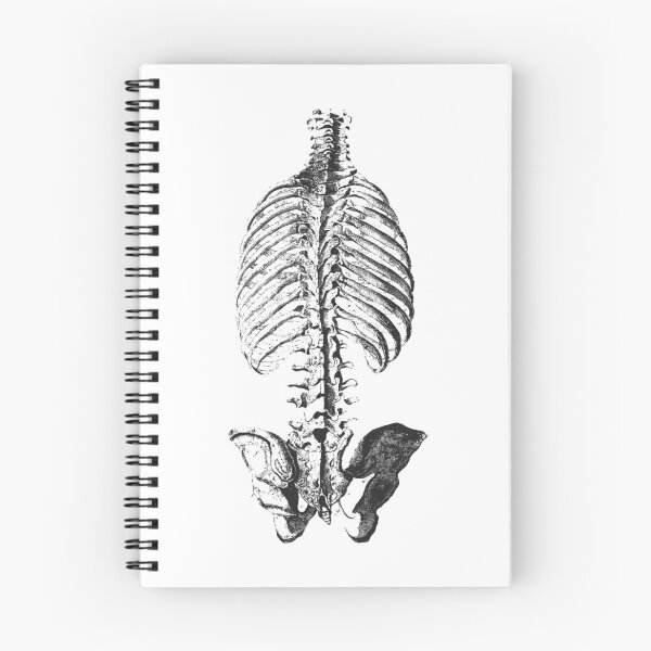 Item preview, Vintage human anatomy: bones ribcage and pelvic bones designed and sold by EmeraldeaArt.