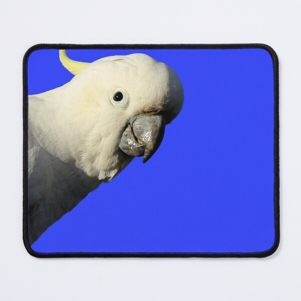 Item preview, Hello cocky! Looks good on blue. designed and sold by CazDPhotos.