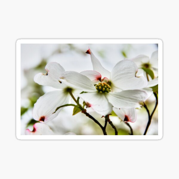 The Legend of the Dogwood _ why they bleed! Sticker