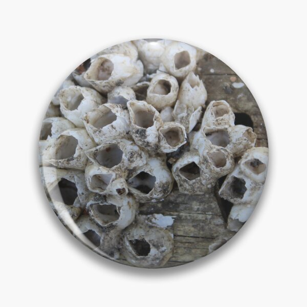 Item preview, Barnacles designed and sold by Islandjunkie09.