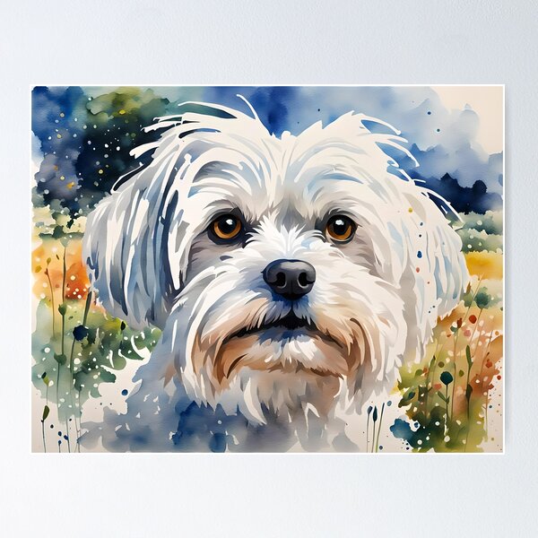 Maltese Dog Breed Pet Portrait Poster