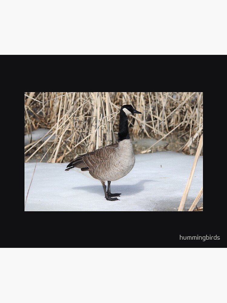"Canada Goose" Throw Blanket for Sale by hummingbirds Redbubble