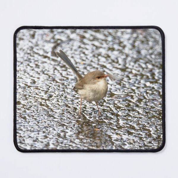 Item preview, Beautiful little Superb Fairywren designed and sold by imaginethis.