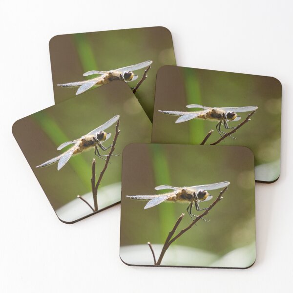 Item preview, Steady. Four-spotted chaser designed and sold by Jouko Lehto Photography.