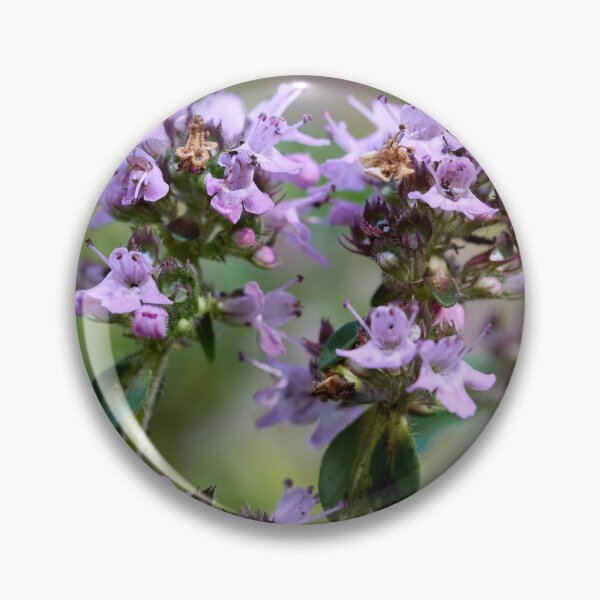 Item preview, Thyme. Breckland thyme designed and sold by Jouko Lehto Photography.