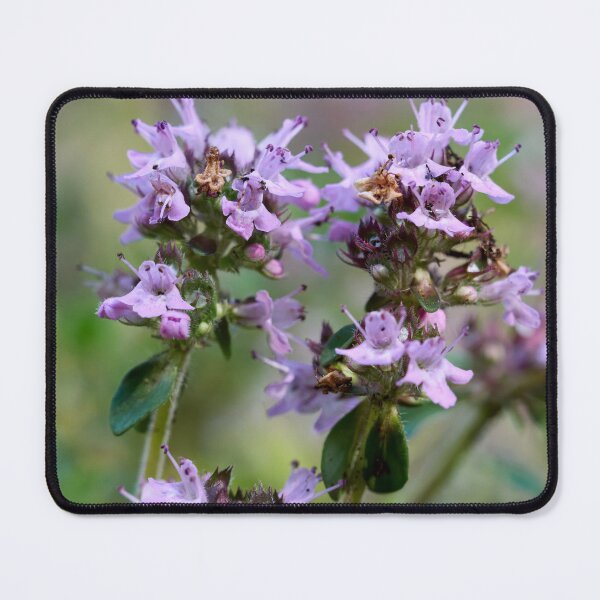 Item preview, Thyme. Breckland thyme designed and sold by Jouko Lehto Photography.