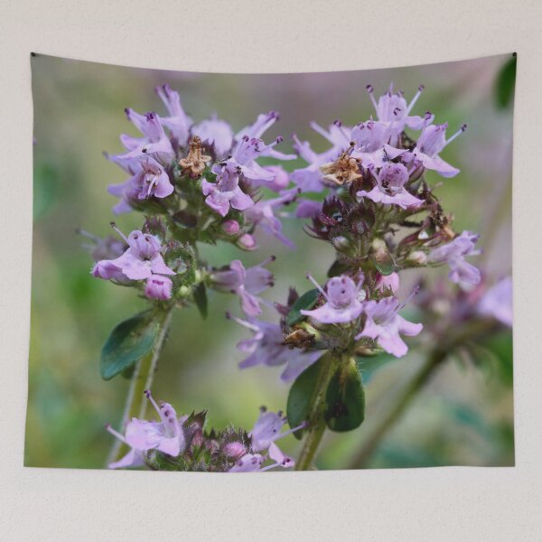 Item preview, Thyme. Breckland thyme designed and sold by Jouko Lehto Photography.