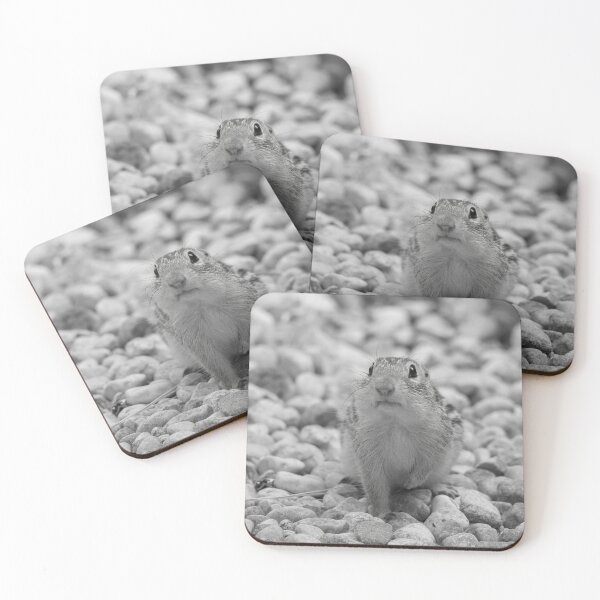 Item preview, THIRTEEN STRIPED GROUND SQUIRREL designed and sold by adumont1.