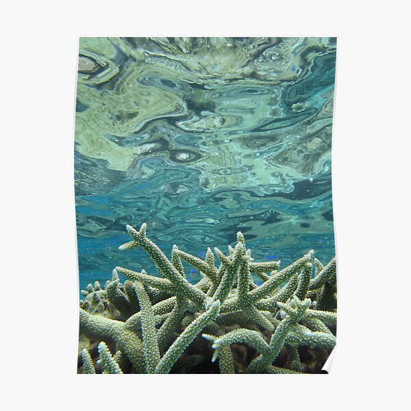 Coral Reeflections III Poster