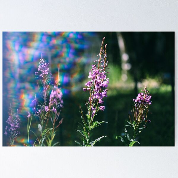 Fireweed in the Garden Poster
