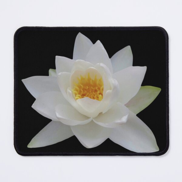 Item preview, White Water Lily Photograph of Nymphaea Alba by Jenny Meehan designed and sold by Jenny Meehan Art Prints and Patterns .