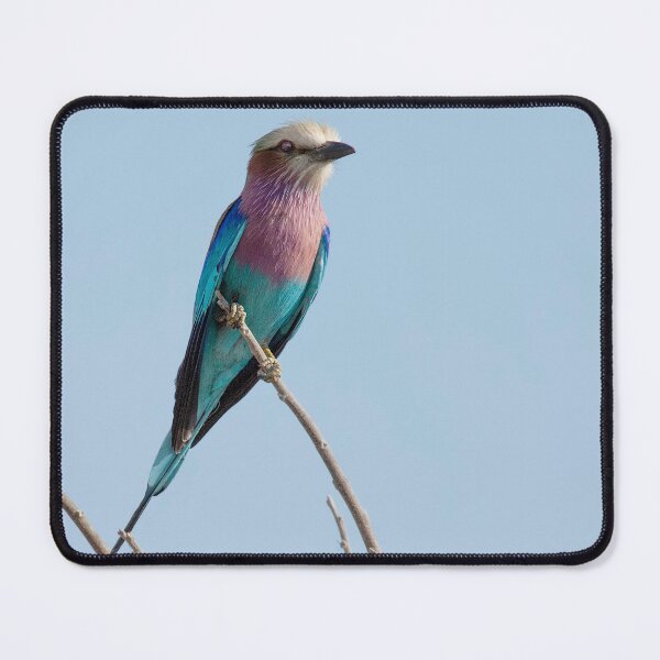 Item preview, Lilac Breasted Roller On The Hunt designed and sold by Kay Brewer.