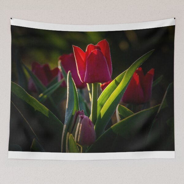 Aperçu de l'œuvre Tulipe rouge créée et vendue par Alla Gill.