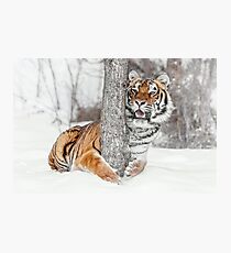 Tree Hugger Siberian Style Photographic Print