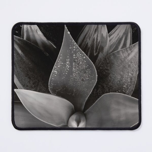 Item preview, Edward Weston 1886-1958, high resolution art of Edward Weston designed and sold by J-Oua.