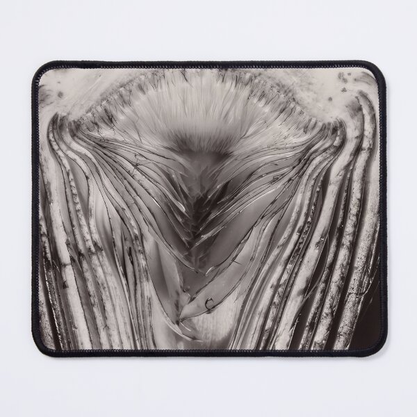 Item preview, Edward Weston 1886-1958, high resolution art of Edward Weston designed and sold by J-Oua.