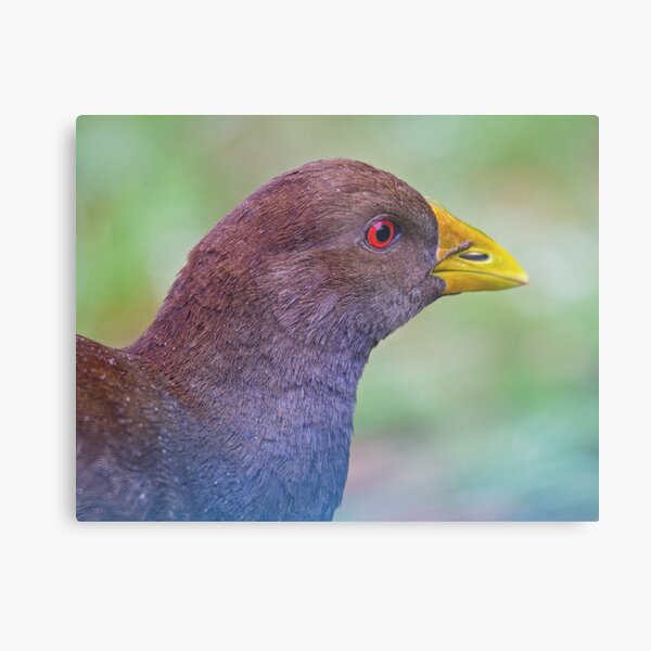 NATIVE-HEN ~ Piyura K37U8HEM by David Irwin ~ WO Metal Print