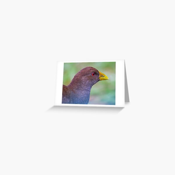 NATIVE-HEN ~ Piyura K37U8HEM by David Irwin ~ WO Greeting Card