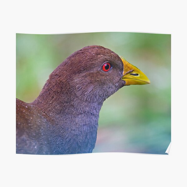 PIYURA ~ Native-Hen by David Irwin ~ WO Poster