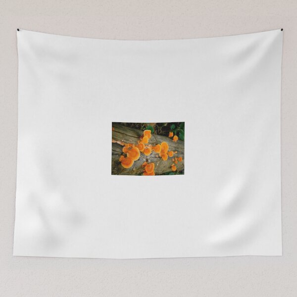 Item preview, Fruity Orange Fungus - Ilha Grande - Brazil - South America designed and sold by exploramum.