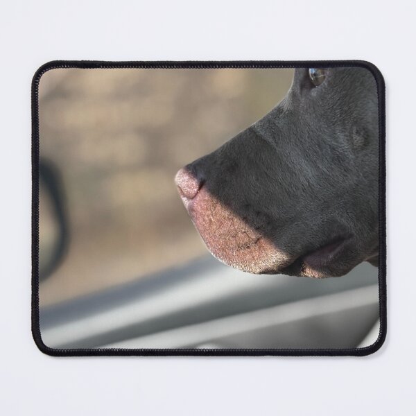 Item preview, Pitbull enjoying a ride  designed and sold by Bekahmunster.