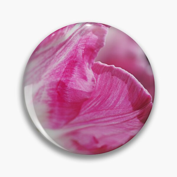 Aperçu de l'œuvre Tulipe rose à base blanche créée et vendue par Joy Watson - Natural Light Photography .