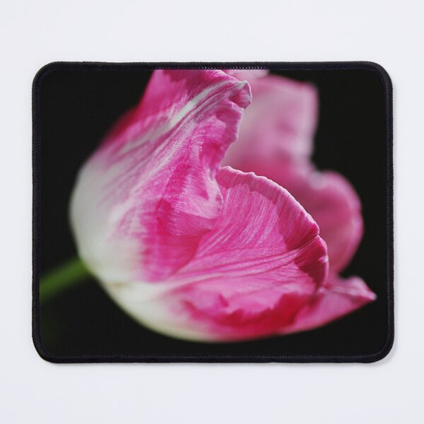 Item preview, White Based Pink Tulip designed and sold by Joy Watson - Natural Light Photography .