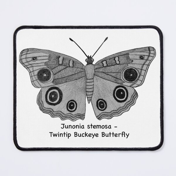 Item preview, Twintip Buckeye Butterfly - Junonia stemosa designed and sold by scarpacific.