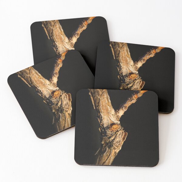 Item preview, End of Winter at the Arboretum in Canberra/ACT/Australia (21) designed and sold by Wolf Sverak Photography.