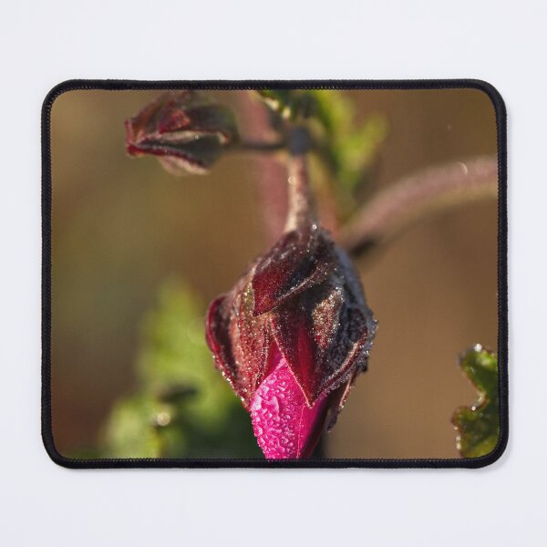 Item preview, End of Winter at the Arboretum in Canberra/ACT/Australia (20) designed and sold by Wolf Sverak Photography.