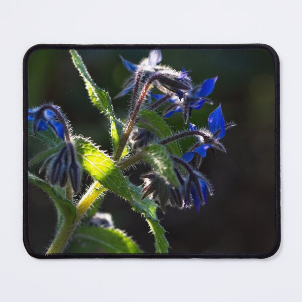 Item preview, End of Winter at the Arboretum in Canberra/ACT/Australia (17) designed and sold by Wolf Sverak Photography.