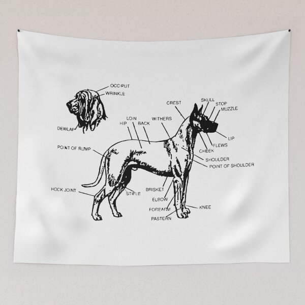 Item preview, Diagram of a Canine designed and sold by Corner-Distro.