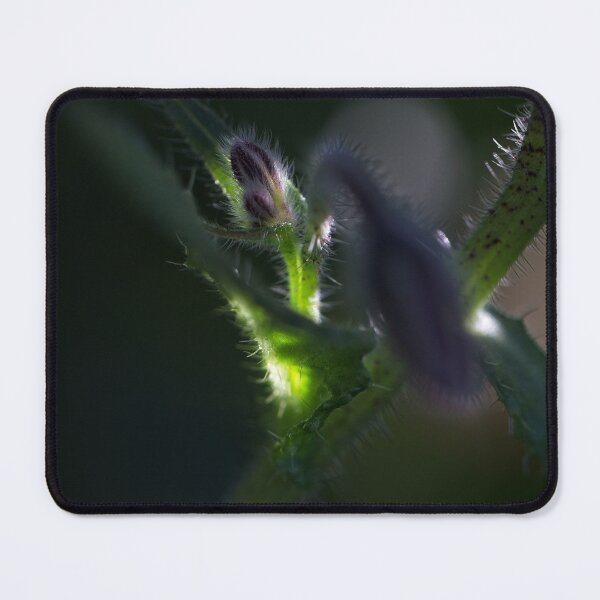 Item preview, End of Winter at the Arboretum in Canberra/ACT/Australia (15) designed and sold by Wolf Sverak Photography.