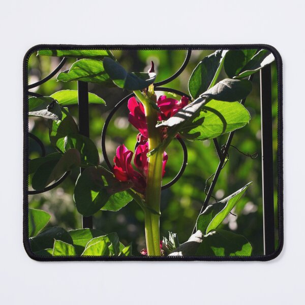 Item preview, End of Winter at the Arboretum in Canberra/ACT/Australia (14) designed and sold by Wolf Sverak Photography.