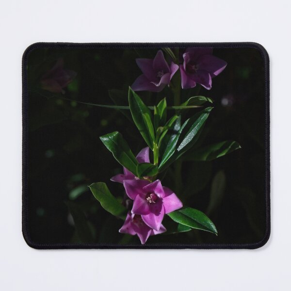 Item preview, End of Winter at the Arboretum in Canberra/ACT/Australia (13) designed and sold by Wolf Sverak Photography.