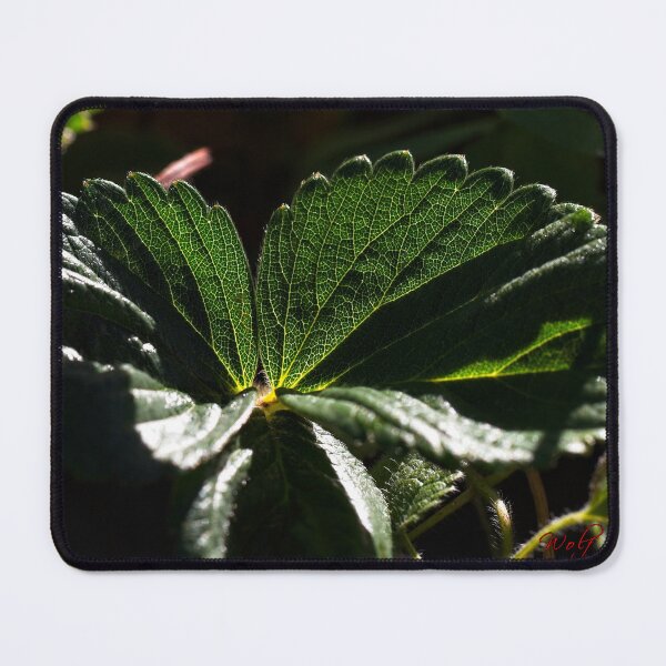 Item preview, End of Winter at the Arboretum in Canberra/ACT/Australia (11) designed and sold by Wolf Sverak Photography.