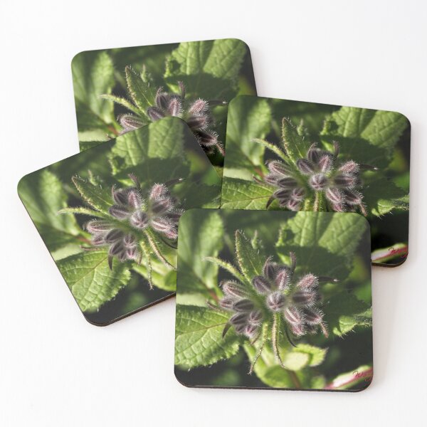 Item preview, End of Winter at the Arboretum in Canberra/ACT/Australia (9) designed and sold by Wolf Sverak Photography.