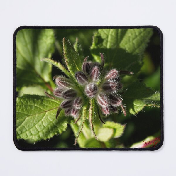 Item preview, End of Winter at the Arboretum in Canberra/ACT/Australia (9) designed and sold by Wolf Sverak Photography.