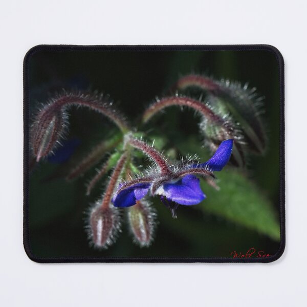 Item preview, End of Winter at the Arboretum in Canberra/ACT/Australia (8) designed and sold by Wolf Sverak Photography.