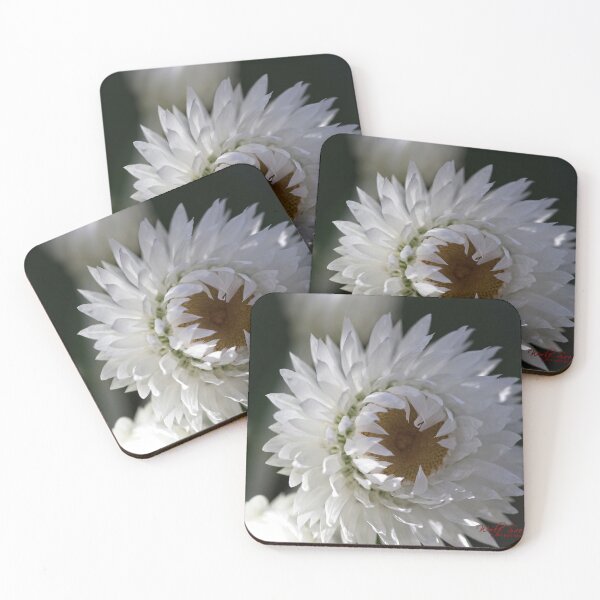 Item preview, End of Winter at the Arboretum in Canberra/ACT/Australia (6) designed and sold by Wolf Sverak Photography.