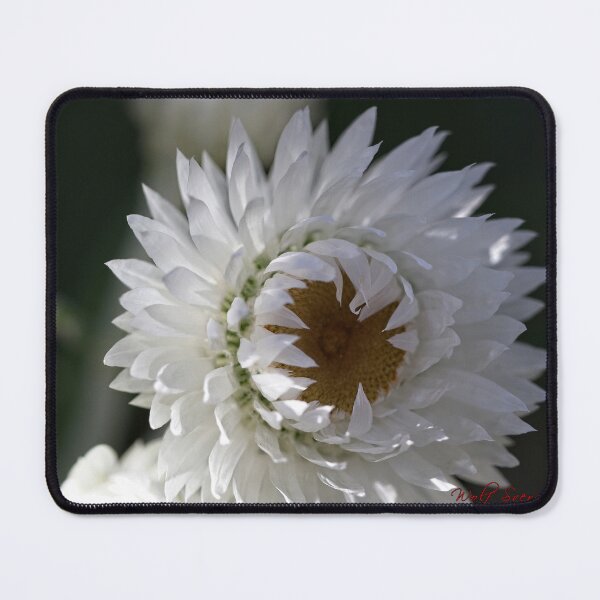 Item preview, End of Winter at the Arboretum in Canberra/ACT/Australia (6) designed and sold by Wolf Sverak Photography.