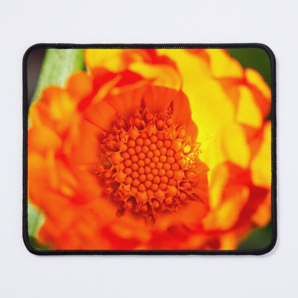 Item preview, End of Winter at the Arboretum in Canberra/ACT/Australia (5) designed and sold by Wolf Sverak Photography.