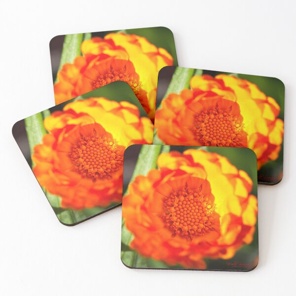 Item preview, End of Winter at the Arboretum in Canberra/ACT/Australia (5) designed and sold by Wolf Sverak Photography.