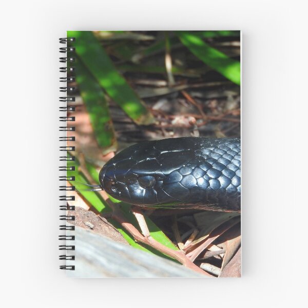 Item preview, Red-bellied Black Snake designed and sold by kirstybush.