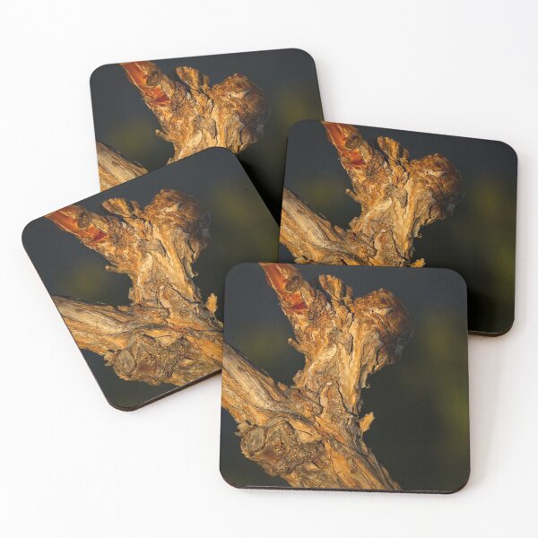 Item preview, End of Winter at the Arboretum in Canberra/ACT/Australia (3) designed and sold by Wolf Sverak Photography.