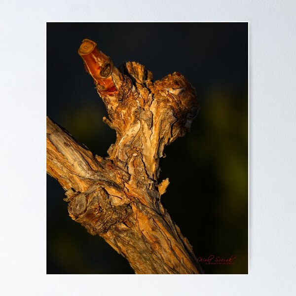 Item preview, End of Winter at the Arboretum in Canberra/ACT/Australia (3) designed and sold by Wolf Sverak Photography.